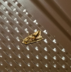 Autographa bimaculata