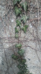 Hedera helix