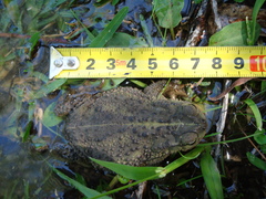 Rhinella dorbignyi