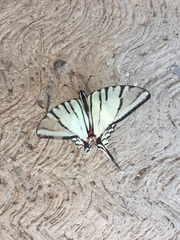 Protographium epidaus