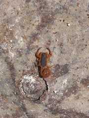 Centruroides ochraceus