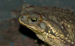 Rhinella diptycha