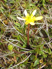 Ranunculus gracilipes