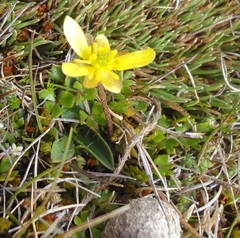 Ranunculus gracilipes