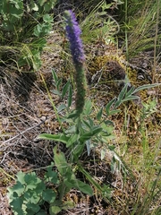Veronica porphyriana