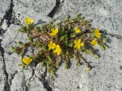 Portulaca psammotropha