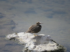 Actitis macularius
