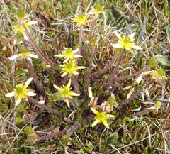 Ranunculus gracilipes
