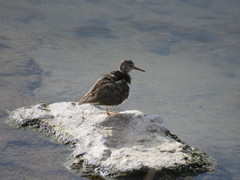 Actitis macularius