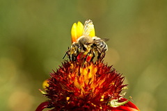 Megachile