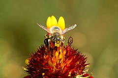 Megachile