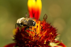 Megachile