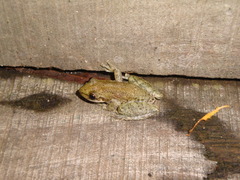 Scinax fuscomarginatus