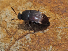 Ptomaphagus