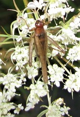 Anaxipha exigua