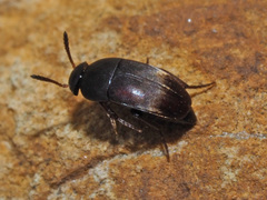 Ptomaphagus