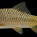 Carasobarbus canis - Photo (c) Borkenhagen K, Krupp F, algunos derechos reservados (CC BY)