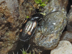 Lionychus quadrillum