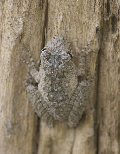 Scinax acuminatus