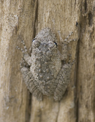 Scinax acuminatus