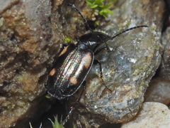 Lionychus quadrillum