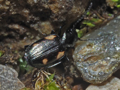 Lionychus quadrillum