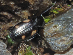 Lionychus quadrillum