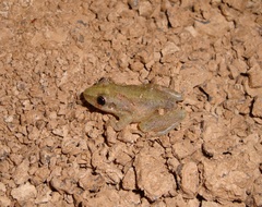 Scinax fuscomarginatus