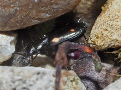 Lionychus quadrillum