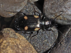 Lionychus quadrillum