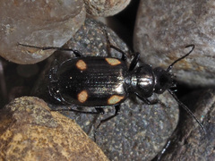 Lionychus quadrillum