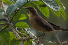 Turdus grayi