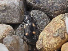 Lionychus quadrillum