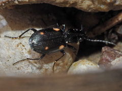 Lionychus quadrillum