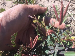 Swainsona luteola