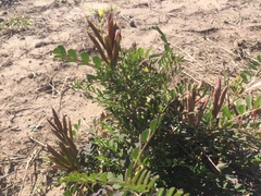 Swainsona luteola