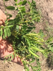 Swainsona luteola