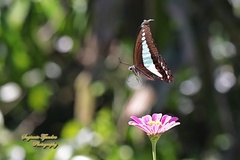 Graphium sarpedon luctatius