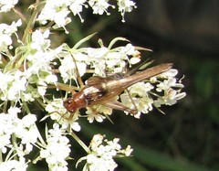 Anaxipha exigua
