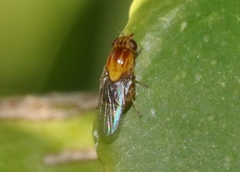 Thaumatomyia rubida