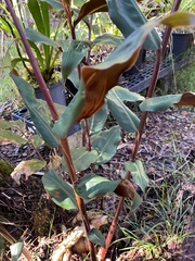 Hedychium greenii