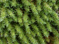 Cardionema ramosissimum