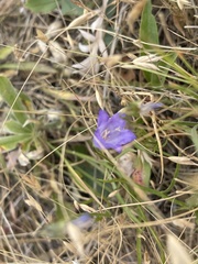 Campanula alaskana