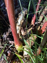 Hedychium greenii