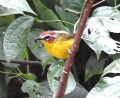 Basileuterus delattrii