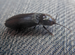 Hemicrepidius morio