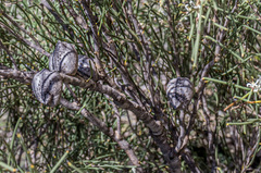 Hakea adnata