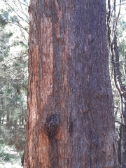 Eucalyptus microcorys