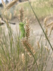 Melanoplus packardii