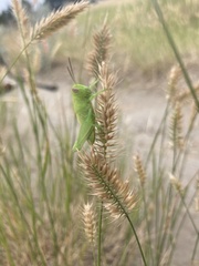Melanoplus packardii